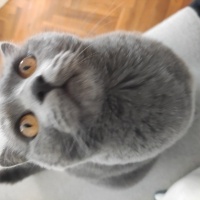 Scottish Fold, Kedi  Gölge fotoğrafı