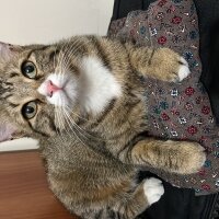 Tekir Kedi, Kedi  Mercan fotoğrafı