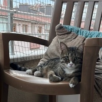 Tekir Kedi, Kedi  Mercan fotoğrafı