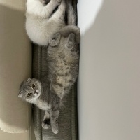 Scottish Fold, Kedi  Miya fotoğrafı