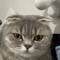 Scottish Fold, Kedi  Miya fotoğrafı
