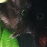Tekir Kedi, Kedi  Mırmır fotoğrafı