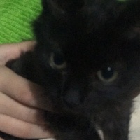 Tekir Kedi, Kedi  Mırmır fotoğrafı