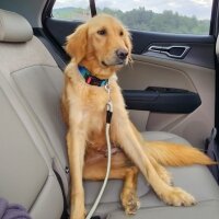 Golden Retriever, Köpek  Maya fotoğrafı