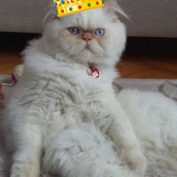 Chinchilla, Kedi  Floki fotoğrafı