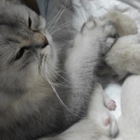 British Longhair, Kedi  Mia fotoğrafı