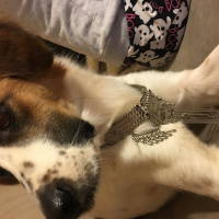 Pointer, Köpek  Lilith fotoğrafı