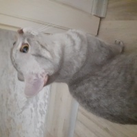 British Shorthair, Kedi  Duman fotoğrafı