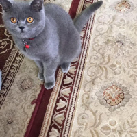 British Shorthair, Kedi  duman fotoğrafı