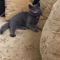 British Shorthair, Kedi  duman fotoğrafı