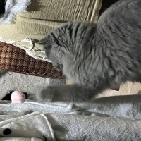 British Longhair, Kedi  Elice fotoğrafı