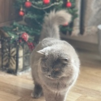 British Longhair, Kedi  Elice fotoğrafı