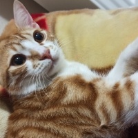 Sarman, Kedi  Mia fotoğrafı