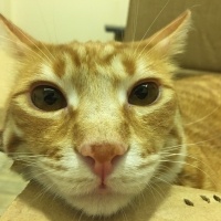 Sarman, Kedi  Çakıl fotoğrafı