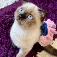 Scottish Fold, Kedi  Karamel fotoğrafı