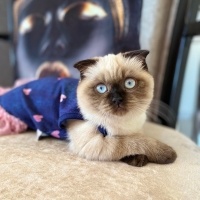 Scottish Fold, Kedi  Karamel fotoğrafı