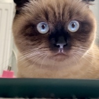 Scottish Fold, Kedi  Karamel fotoğrafı
