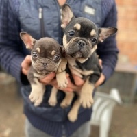 Fransız Bulldog, Köpek  boby fotoğrafı