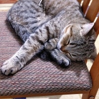 British Shorthair, Kedi  Prenses fotoğrafı
