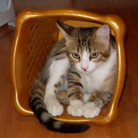 Tekir Kedi, Kedi  Prens ve Bal fotoğrafı