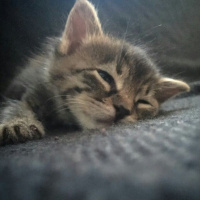 Tekir Kedi, Kedi  minnoş fotoğrafı