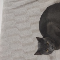 Korat, Kedi  Duman fotoğrafı