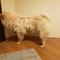 Chow Chow (çin Aslanı), Köpek  Ceku fotoğrafı