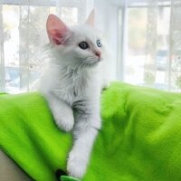 Ankara Kedisi, Kedi  Mira fotoğrafı