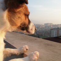 Russian Spaniel, Köpek  Badem fotoğrafı