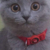 Scottish Fold, Kedi  Isaac fotoğrafı