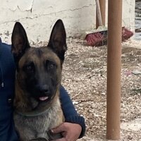 Belçika Malinois, Köpek  kara fotoğrafı