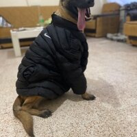 Belçika Malinois, Köpek  kara fotoğrafı