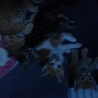 Tekir Kedi, Kedi  3 yavru kedi yuva arıyo fotoğrafı