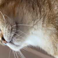Scottish Fold, Kedi  Minnoş fotoğrafı
