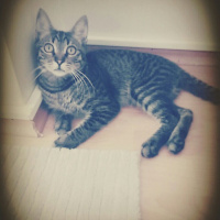 Tekir Kedi, Kedi  Pati fotoğrafı