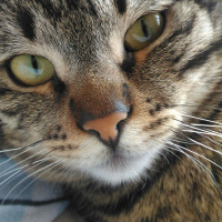 Tekir Kedi, Kedi  Pati fotoğrafı