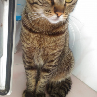 Tekir Kedi, Kedi  Pati fotoğrafı