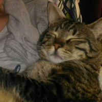 Tekir Kedi, Kedi  Pati fotoğrafı