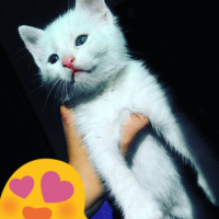 Ankara Kedisi, Kedi  Hera fotoğrafı