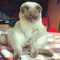 Ankara Kedisi, Kedi  Hera fotoğrafı