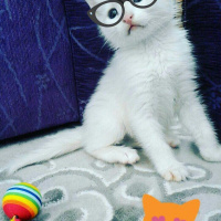 Ankara Kedisi, Kedi  Hera fotoğrafı