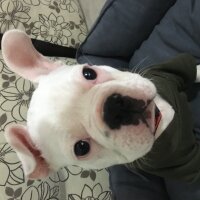 Fransız Bulldog, Köpek  Posty fotoğrafı