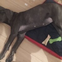 Cane Corso Italiano, Köpek  LATTE fotoğrafı