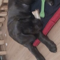 Cane Corso Italiano, Köpek  LATTE fotoğrafı