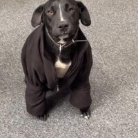 Labrador Retriever, Köpek  ÇİKO fotoğrafı