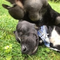 Labrador Retriever, Köpek  ÇİKO fotoğrafı