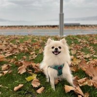 Pomeranyalı, Köpek  Molly fotoğrafı