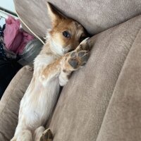 Jack Russell Terrier, Köpek  TARÇIN fotoğrafı