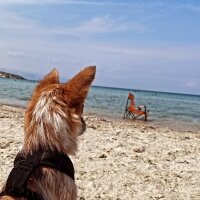 Jack Russell Terrier, Köpek  TARÇIN fotoğrafı