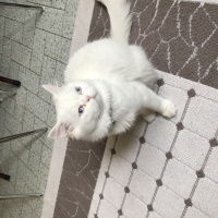 İran Kedisi (Persian), Kedi  Maviş fotoğrafı